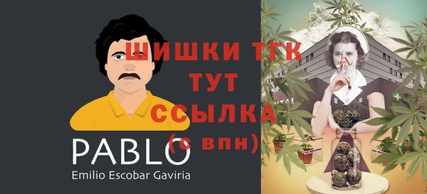 крисы Корсаков