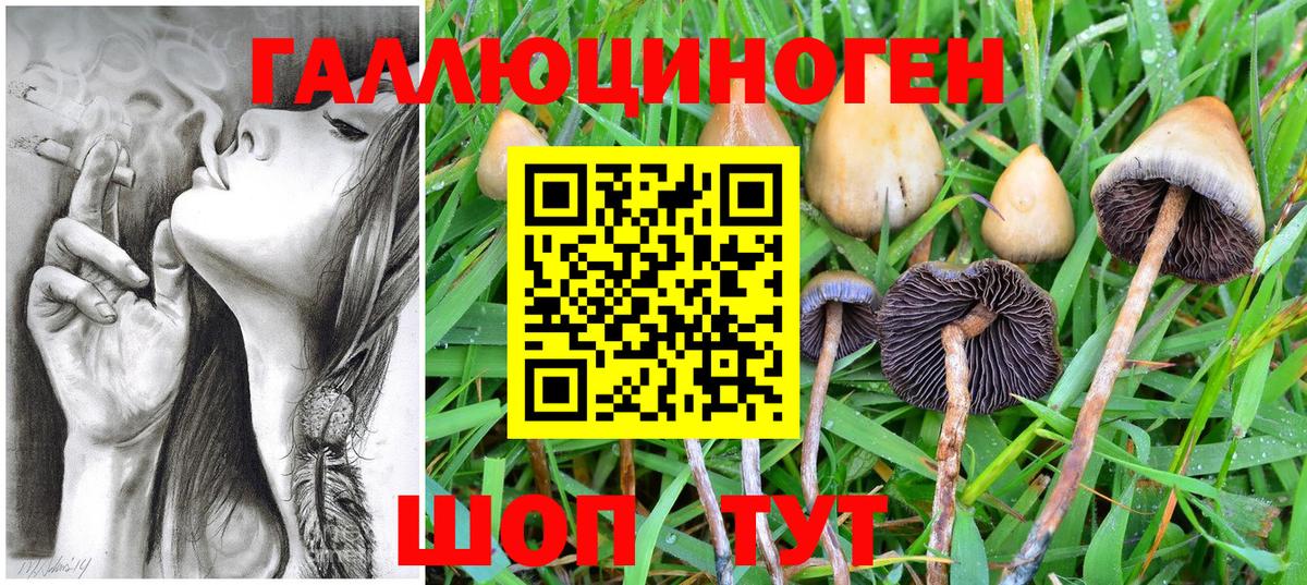 Псилоцибиновые грибы Psilocybe Кстово